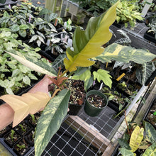 Load image into Gallery viewer, Philodendron Caramel Marble variegated exact plant, Fedex 2day*
