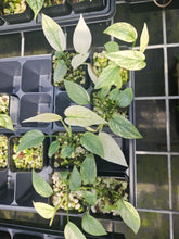 Load image into Gallery viewer, Epipremnum Pinnatum Cebu Blue Variegated 2.5" pot, Fedex 2day*

