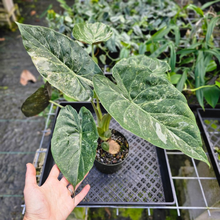 Alocasia Wentii var x5 plantsアロカシア ウェンティ Alocasia Wentii, Exact Plant Variegated Large – Canopy Gems
