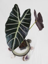 Load image into Gallery viewer, Alocasia Grandis, Exact Plant
