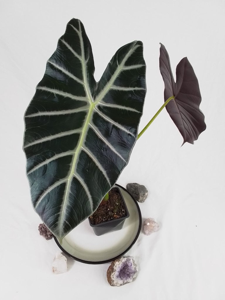 Alocasia Grandis, Exact Plant