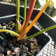 Load image into Gallery viewer, Anthurium Andraeanum White Heart, Exact Plant Variegated Ships Nationwide
