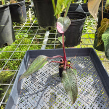Load image into Gallery viewer, Philodendron Pink Princess, Exact Plant Variegated Ships Nationwide
