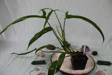 Load image into Gallery viewer, Philodendron Holtonianum, Exact Plant

