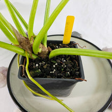 Load image into Gallery viewer, Philodendron Giganteum, Exact Plant Variegated
