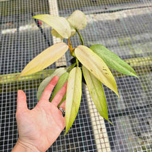 Load image into Gallery viewer, Philodendron Whipple Way, Exact Plant Variegated Ships Nationwide
