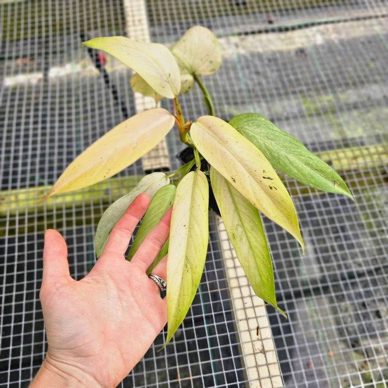Philodendron Whipple Way, Exact Plant Variegated Ships Nationwide