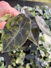 Load image into Gallery viewer, Alocasia Sedenii Aurea Variegated 2.5" pot, Fedex 2day*
