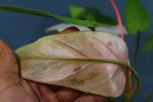 Load image into Gallery viewer, Variegated Philodendron Whipple Way Exact Plant
