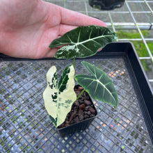 Load image into Gallery viewer, Alocasia Frydek, Exact Plant Variegated
