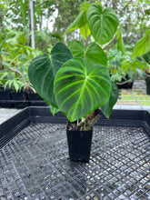 Load image into Gallery viewer, Philodendron Verrucosum Pseudoverrucosum Croat 2.5" pot, Fedex 2day*
