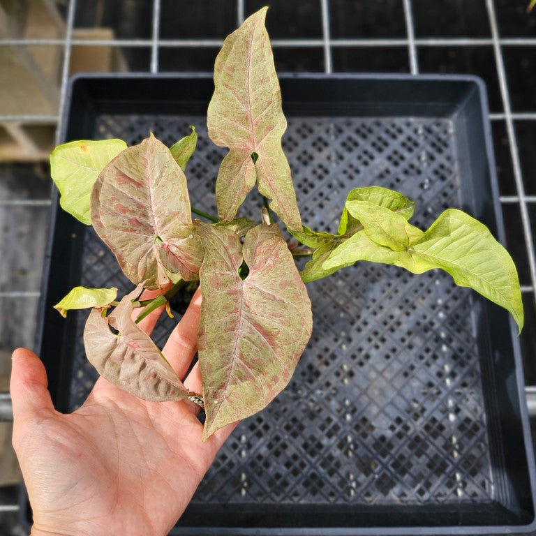 Syngonium Pink Spot, Exact Plant Variegated Ships Nationwide