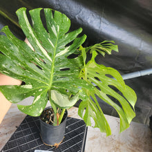 Load image into Gallery viewer, Monstera Thai Constellation, Exact Plant Variegated Ships Nationwide
