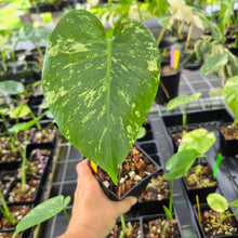 Load image into Gallery viewer, Monstera Deliciosa White Monster Variegated 4" pot, Fedex 2day*
