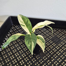 Load image into Gallery viewer, Rhaphidophora Lobbii Variegated exact plant, Fedex 2day*
