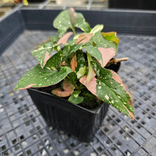 Load image into Gallery viewer, Syngonium Red Spot Tricolor, Exact Plant Variegated multi pot Ships Nationwide
