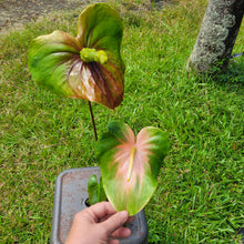 Load image into Gallery viewer, Anthurium Anuenue Obake bicolor, pink/ green, Exact Plant, ship nationalwide
