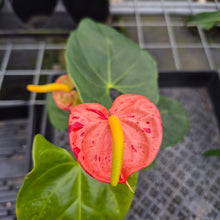 Load image into Gallery viewer, Anthurium Shibori Koi "orange speckled" exact plant, Fedex 2day*
