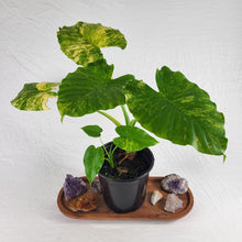 Load image into Gallery viewer, Alocasia Gageana Aurea, Exact Plant Variegated Large
