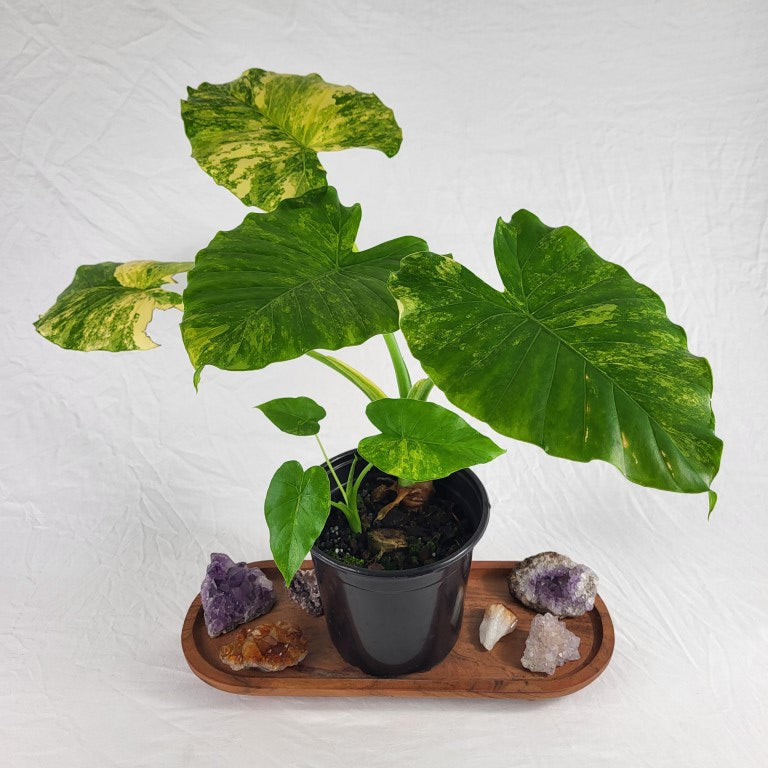 Alocasia Gageana Aurea, Exact Plant Variegated Large