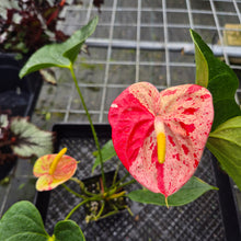 Load image into Gallery viewer, Anthurium Shibori, Exact Plant Variegated
