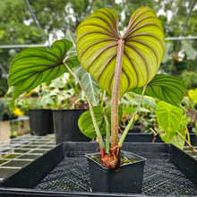 Load image into Gallery viewer, Philodendron Plowmanii, Exact Plant Round Form
