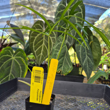 Load image into Gallery viewer, Philodendron Polypodoides, Exact Plant Ships Nationwide

