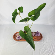 Load image into Gallery viewer, Anthurium Brownii, Exact Plant
