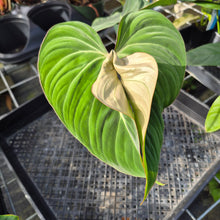 Load image into Gallery viewer, Philodendron Gloriosum, Pink Veined Back, Exact Plant Ships Nationwide
