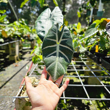 Load image into Gallery viewer, Alocasia Grandis, Exact Plant
