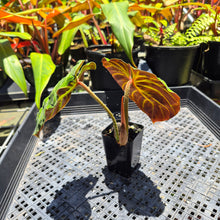 Load image into Gallery viewer, Philodendron Verrucosum Amazon Sunset, Exact Plant Ships Nationwide
