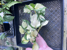 Load image into Gallery viewer, Pothos Manjula, Exact Plant variegated Ships Nationwide
