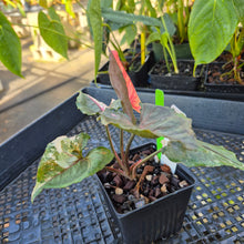 Load image into Gallery viewer, Syngonium Strawberry Ice, Exact Plant Variegated Ships Nationwide
