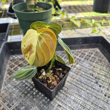Load image into Gallery viewer, Philodendron Melanochrysum, Exact Plant Variegated Ships Nationwide

