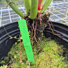 Load image into Gallery viewer, Philodendron Campii Lynette, XL, Exact Plant
