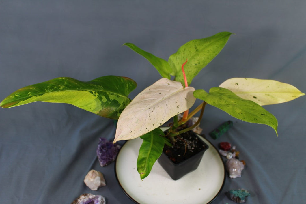 Variegated Philodendron Whipple Way Exact Plant