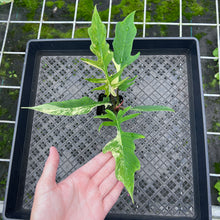 Load image into Gallery viewer, Philodendron Florida Beauty X Tortum, Exact Plant Variegated
