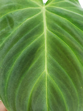 Load image into Gallery viewer, Splendid, exact plant, Philodendron, ships nationwide
