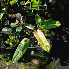 Load image into Gallery viewer, Philodendron Whipple Way, Exact Plant Variegated
