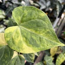 Load image into Gallery viewer, Anthurium Clarinervium Variegated exact plant, Fedex 2day*
