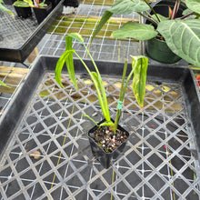 Load image into Gallery viewer, Philodendron Holtonianum Variegated, Exact Plant Ships Nationwide
