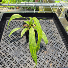 Load image into Gallery viewer, Anthurium Vittarifolium Variegated exact plant, Fedex 2day*
