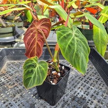 Load image into Gallery viewer, Philodendron Verrucosum Amazon Sunset, Exact Plant Ships Nationwide
