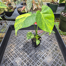 Load image into Gallery viewer, Monstera Marilyn Variegated, Exact Plant Ships Nationwide.
