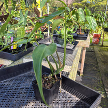 Load image into Gallery viewer, Monstera Burle Marx Flame, Exact Plant Ships Nationwide
