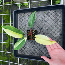 Load image into Gallery viewer, Philodendron Jungle Fever , Exact Plant Variegated
