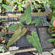 Load image into Gallery viewer, Philodendron Dark Lord, Exact Plant Ships Nationwide
