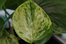Load image into Gallery viewer, Variegated Philodendron Hederaceum Heart Leaf, multi pot, exact plant, ships nationwide

