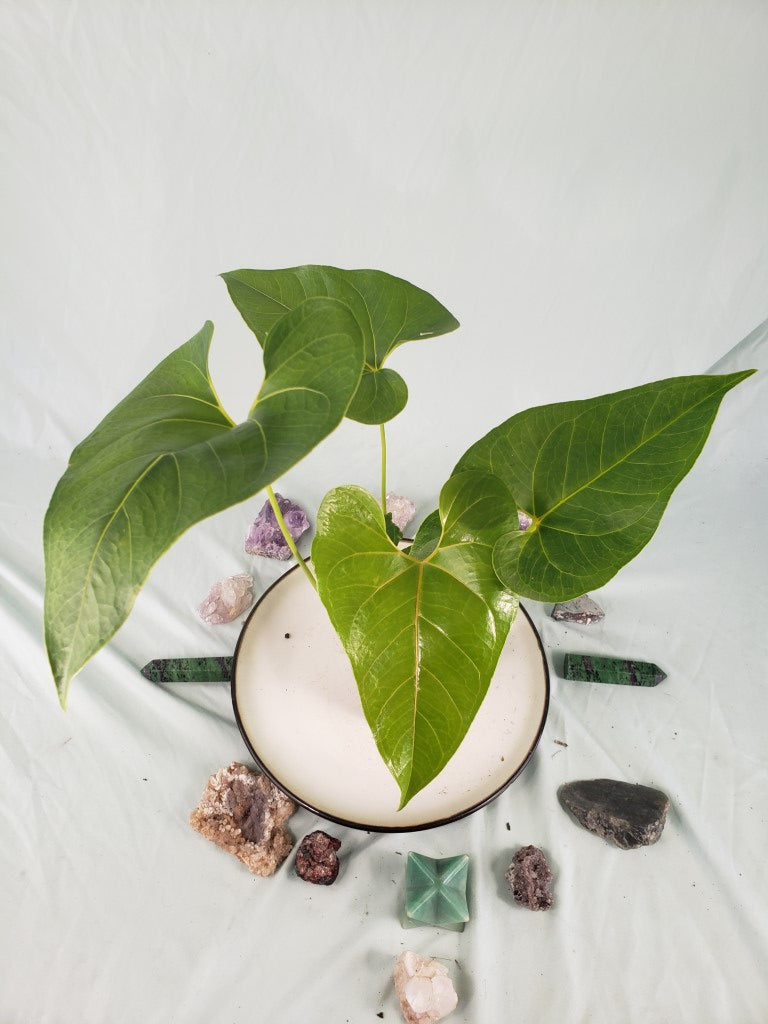 Decipiens, Exact Plant, Anthurium