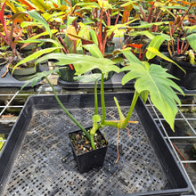 Load image into Gallery viewer, Philodendron Radiatum, Exact Plant Variegated Ships Nationwide
